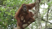Orang-Utan-Mutter Gober und Tochter Ginting. Aus einem Baum beobachten sie Ganteng, Gober's Sohn. Wird er noch l&auml;nger z&ouml;gern, den Schritt in die Freiheit zu tun?