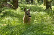 Rehe sind Anpassungsk&uuml;nstler und kommen in fast allen Lebensr&auml;umen zurecht. Im Wald k&ouml;nnen sich die Kitze besonders gut verstecken, um sich vor Feinden zu sch&uuml;tzen.