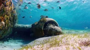 Das mysteri&ouml;se Wrack des Flugzeugs C46 im Hafen von Norman's Cay auf den Bahamas.