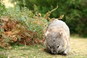 Der Tasmanische Nacktnasenwombat ist eine Unterart des Gew&ouml;hnlichen Nacktnasenwombats und kommt ausschlie&szlig;lich in Tasmanien vor.