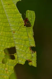 Fleissige Blattschneiderameisen bei der Arbeit