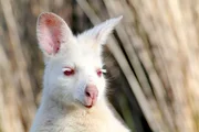 Portr&auml;t eines wei&szlig;en Wallabys. Die Albinoform des Rotnackenwallabys ist nur auf Bruny Island zu finden &ndash; auf dem Kontinent Australien w&uuml;rde ein wei&szlig;es Tier unweigerlich R&auml;ubern zum Opfer fallen.