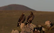 Ein Paar Steppenadler diese Greifv&ouml;gel ern&auml;hren sich haupts&auml;chlich von kleinen S&auml;ugetieren.