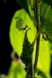 Eine Blattschneiderameise tr&auml;gt ein ausgeschnittenes St&uuml;ck Blatt