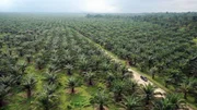 &Ouml;lpalmplantagen soweit das Auge reicht. Urwald und Lebensraum f&uuml;r die Tierwelt Sumatras verschwinden, damit die wohlhabenden Staaten billiges Fett geliefert bekommen.
