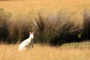 Auf Bruny Island gibt es eine Population seltener Albino Wallabys. Experten vermuten, dass sie auf der Insel &uuml;berleben, da es keine gro&szlig;en Raubtiere gibt.