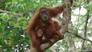 Orang-Utan-Mutter Gober und Tochter Ginting. Aus einem Baum beobachten sie Ganteng, Gobers Sohn.