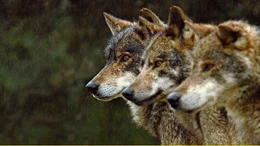 Ein Rudel iberischer W&ouml;lfe ist in der unzug&auml;nglichen Bergwelt Nordportugals auf der Jagd.