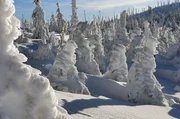 In bitterkalten Wintern&auml;chten wirkt der Schnee wie eine Decke: Er sch&uuml;tzt B&auml;ume und Str&auml;ucher vor dem Erfrieren.