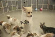Hunde im Krankenhaus! Was hat das zu bedeuten?