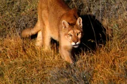 Pumas k&ouml;nnen in allen Lebensr&auml;umen existieren: ob Dschungel, W&uuml;ste, Tundra oder Hochgebirge - vom Norden Kanadas bis in den S&uuml;den Chiles.