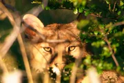 Bergl&ouml;wen, wie Pumas auch genannt werden, sind Meister im Anschleichen.