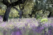 Steineichenw&auml;lder wie in der spanischen Extremadura sind eine der &auml;ltesten Kulturlandschaften der Welt. Sie wurden einst durch nat&uuml;rliche Beweidung geschaffen und haben sich bis heute erhalten.