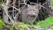 Wildkatzen sind Einzelg&auml;nger. Tags&uuml;ber verstecken sie sich gerne in Baumh&ouml;hlen, erst nachts gehen sie auf die Jagd.