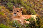 Normalerweise verschlafen Pumas den Tag an einem gesch&uuml;tzten Ort.