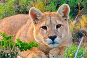 &Uuml;ber eineinhalb Jahre bleiben Jungpumas bei ihrer Mutter. Von ihr lernen sie, was eine Raubkatze zum &Uuml;berleben braucht.