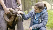 Im Wildpark "Schwarze Berge" kann Anna einem Mufflon ganz nahekommen.