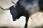 Ein Taurusrind beim Demonstrieren seiner St&auml;rke auf der Lika-Hochebene in Kroatien