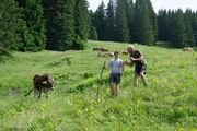 Alphirten bei der Arbeit im Bregenzerwald.