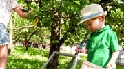 Stanzer Zwetschken werden zwischen September und Oktober reif &ndash; und damit in der kurzen Erntezeit alle gepfl&uuml;ckt werden k&ouml;nnen, braucht es viele helfende H&auml;nde.