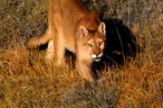 Pumas k&ouml;nnen in allen Lebensr&auml;umen existieren: ob Dschungel, W&uuml;ste, Tundra oder Hochgebirge - vom Norden Kanadas bis in den S&uuml;den Chiles.
