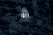 Seltene Nachtaufnahmen: Eine Spezialkamera, die auf die K&ouml;rpertemperatur von S&auml;ugetieren reagiert, macht sichtbar was sonst verborgen bliebe. Das Pumaweibchen war bei der Jagd erfolgreich.