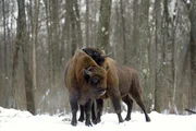 Bisons und Przewalskipferde wurden in der Zone ausgewildert, um die urspr&uuml;ngliche Biodiversit&auml;t der Region wiederherzustellen. Die Tiere vermehren sich normal, werden aber in der Ukraine von Wilderern dezimiert.