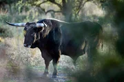 Um den Auerochsen zur&uuml;ck in die Natur zu bringen, wird keine exakte Kopie der urspr&uuml;nglichen DNA angestrebt, sondern versucht, ein robustes Tier zu schaffen, das ohne menschliche Eingriffe in der Wildnis &uuml;berleben kann.