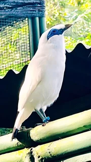 Der Bali-Star, einer der seltensten V&ouml;gel der Welt soll wieder angesiedelt werden.