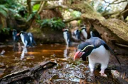 Snarespinguine haben auf Snares Island im Süden Neuseelands mit ihren kleinen Füßen ein Labyrinth aus Wegen in den Wald getreten. Über Stock und Stein legen sie alljährlich bis zu einen Kilometer Strecke zurück, um zu ihrer Brutkolonie im Wald zu gelangen. Snarespinguine haben auf Snares Island im Süden Neuseelands mit ihren kleinen Füßen ein Labyrinth aus Wegen in den Wald getreten. Über Stock und Stein legen sie alljährlich bis zu einen Kilometer Strecke zurück, um zu ihrer Brutkolonie im Wald zu gelangen.