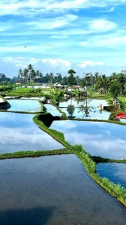 Die Reisterrassen auf Bali sind UNESCO-Weltkulturerbe und pr&auml;gen die Landschaft im Landesinneren.