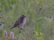 In den Arnika- und B&auml;rwurzwiesen der Teuschnitz-Aue befindet sich das gr&ouml;&szlig;te Brutgebiet des Braunkehlchens in Oberfranken. Dieses M&auml;nnchen wacht neben dem Nest, in dem das Weibchen am Boden versteckt br&uuml;tet.
