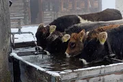 Winterliches Stimmungsbild aus Mulegns