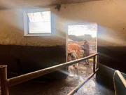 Ab in den Stall. Benno Moritz jun. treibt seine K&uuml;he zum Melken in den Stall.