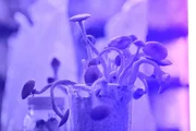 Pilze unter Schwarzlicht. (Kredit: National Geographic)