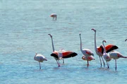 Im Po-Delta haben sich zahlreiche Flamingos niedergelassen.