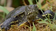 Die im Oberrheintal eigentlich ausgestorbene &bdquo;Europ&auml;ische Sumpfschildkr&ouml;te&ldquo; wird von Natursch&uuml;tzern gez&uuml;chtet und in alten Rheinarmen und Baggerseen wieder angesiedelt.