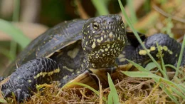 Die im Oberrheintal eigentlich ausgestorbene &bdquo;Europ&auml;ische Sumpfschildkr&ouml;te&ldquo; wird von Natursch&uuml;tzern gez&uuml;chtet und in alten Rheinarmen und Baggerseen wieder angesiedelt.