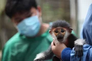 Im Endangered Primate Rescue Center im Nationalpark Cuc Phuong werden aus dem Wildtierhandel beschlagnahmte Affen aufgep&auml;ppelt.