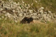 Wenn die tief verschneiten Flanken der Bergmassive immer weiter ausapern, kehrt langsam das Leben in die Hocht&auml;ler der Alpen zur&uuml;ck: Murmeltiere erwachen aus ihrem Winterschlaf.