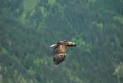 Steinadler Sky &uuml;ber dem Tannheimer Tal bei den Dreharbeiten.