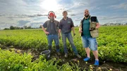 David, Ronny und Jonas auf dem Kartoffelfeld.