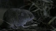 Bayerische Kurzohrm&auml;use sind nur selten au&szlig;erhalb ihrer Erdbauten zu sehen.