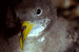 Ein junger Gelbschnabel-Sturmtaucher in seiner Nisth&ouml;hle. Auf den Azoren liegt eine der weltweit gr&ouml;&szlig;ten Brutkolonien dieser Zugv&ouml;gel.