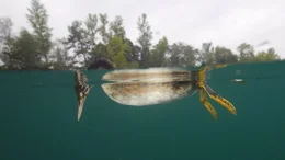 Haubentaucher sind geschickte Unterwasserj&auml;ger. In aufgegebenen Baggerseen gehen sie auf Jagd nach Fischen.
