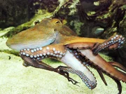 Krake Ferdinand muss heute in ein neues Becken umziehen.