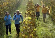 Auf die Pl&auml;tze, fertig...: Bei einem traditionellen "Winzerduell" treten Dianne (Katja Weitzenb&ouml;ck, re.) und Anton (Roland Koch, 2.v.re.) und Heiko (Thure Riefenstein) und Viktoria (Sabrina White) gegeneinander an.