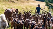 Martina Albrecht und die Ziegenschar.