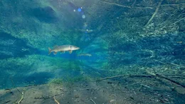 Im Oberrheintal entspringen aus Quellen mitten in der Ebene kleine Fl&uuml;sschen voller Grundwasser. Diese Donnerloch genannten Quellen sind Lebensraum gro&szlig;er Hechte.