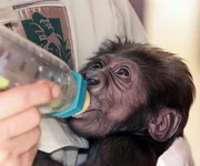 Ein Baby westlicher Flachlandgorilla nimmt spezielle S&auml;uglingsnahrung aus einer Flasche im Zoo von Melbourne.